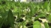 'Aquaponics' Farms Fish and Vegetables Together