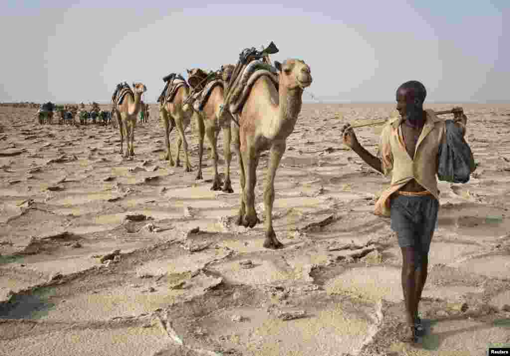 کرہ ارض پر گرم و سخت ترین آب و ہوا رکھنے والے صحراؤں میں سے ایتھوپیا کا دانکل صدیوں سے نمک کے تاجروں کی توجہ کا مرکز رہا ہے۔