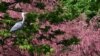 A grey heron is seen at the Sempione park in Milan, Italy.