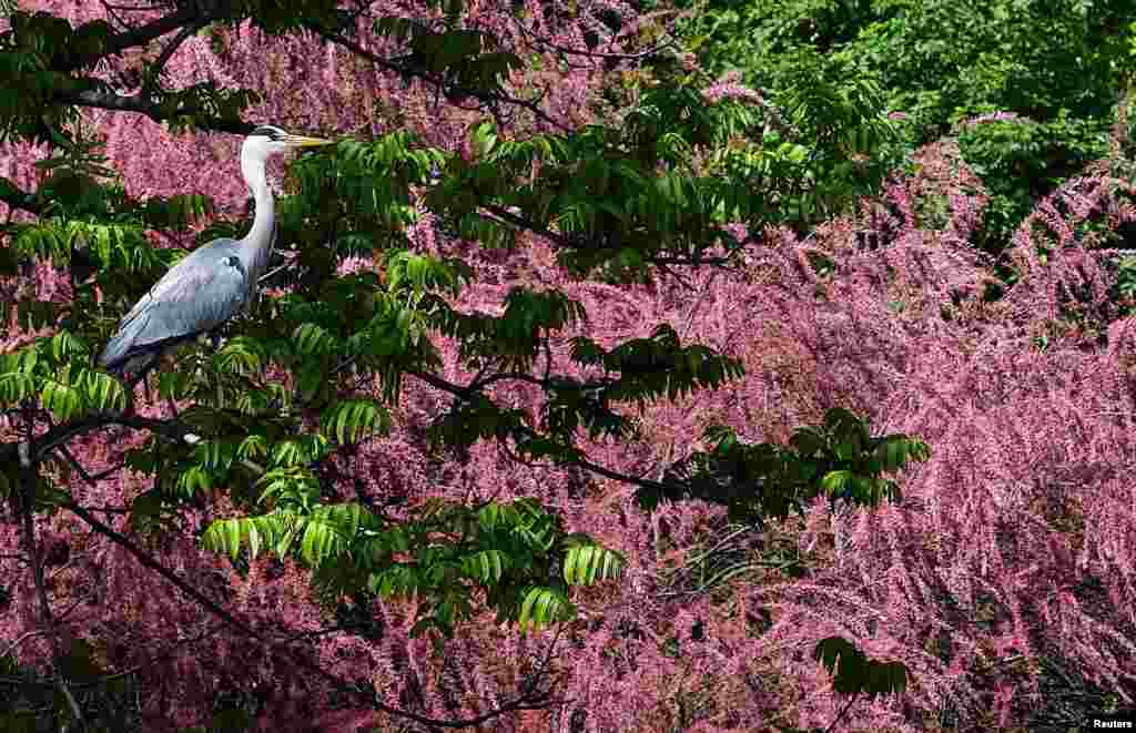 A grey heron is seen at the Sempione park in Milan, Italy.