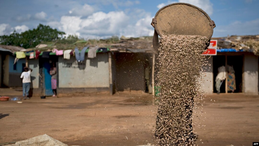 Impunzi yo mw'ikambi ya Nakivale iriko igosora ibiharage 