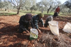 FILE - Farmers pick olives during the harvest season in the western province of Idlib, Syria, November 19, 2015.