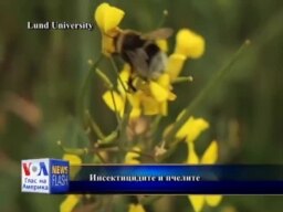 Исчезнување на пчелите