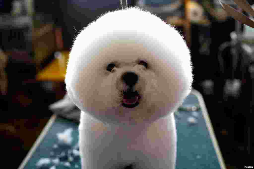 از حواشی صد و چهل و یکمین نمایش سگ وستمینستر کنل کلاب (Westminster Kennel Club) در شهر نیویورک.