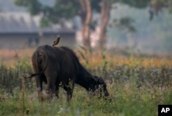 FILE - Common Myna bird sits on grazing buffalo at Bardiya National Park, Bardiya District, Nepal, Wednesday, March 31, 2021.