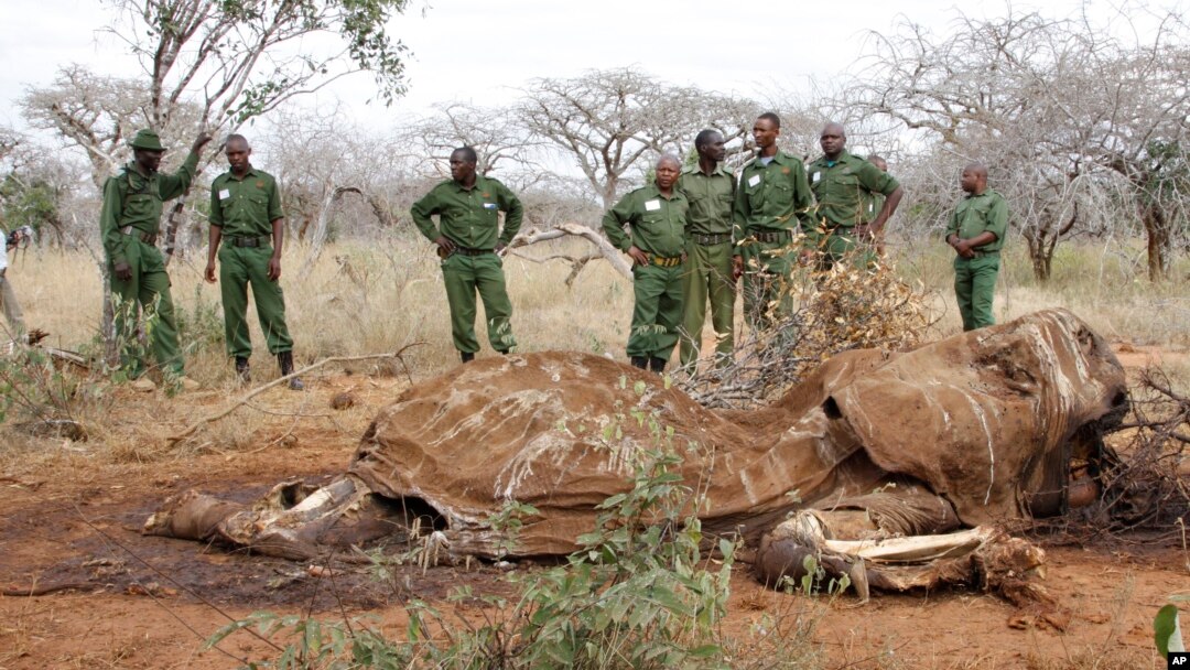 FILE - Kenyan Wildlife Rangers are seen standing near the carcass of an elephant in Tsavo East, Kenya, in this June 19, 2014, photo. 