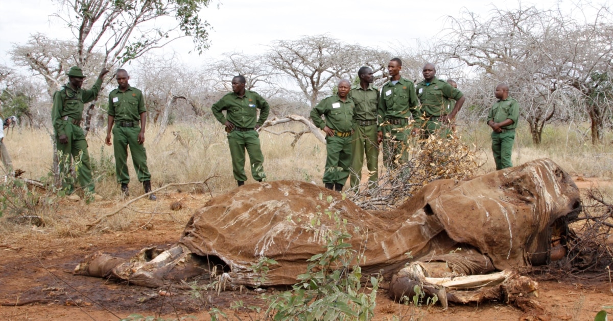 Endangered Birds And Poaching: Urgent Threats and Conservation Solutions