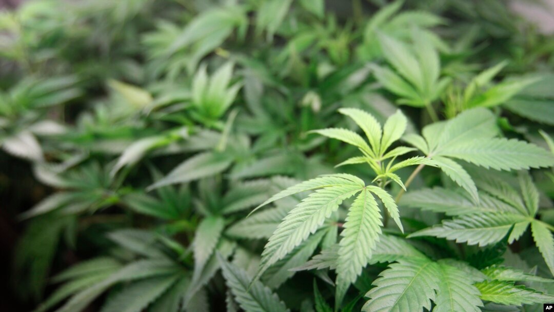 ARCHIVO -Los patrulleros cubanos rescataron 17 contenedores con 340 kilos de marihuana. No se informó la procedencia de la droga.