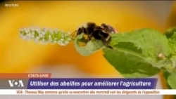 Des capteurs pour voler avec les abeilles