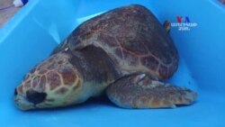 Ծովային կրիան վերադարձավ ազատություն