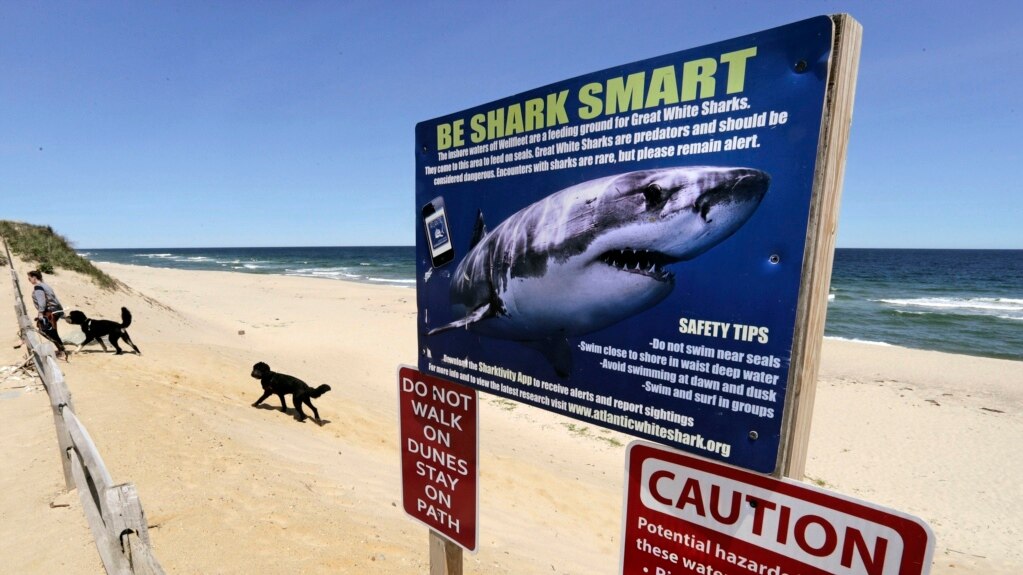 Swimmers Worry about Shark Attacks, Experts Say They Are Rare