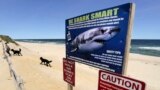 FILE - In this May, 22, 2019, file photo, a woman walks with her dogs at Newcomb Hollow Beach in Wellfleet, Mass., where a boogie boarder was bitten by a shark in 2018 and later died of his injuries. (AP Photo/Charles Krupa, File)