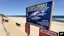 FILE - In this May, 22, 2019, file photo, a woman walks with her dogs at Newcomb Hollow Beach in Wellfleet, Mass., where a boogie boarder was bitten by a shark in 2018 and later died of his injuries. (AP Photo/Charles Krupa, File)