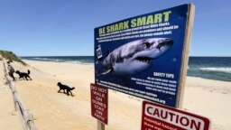 FILE - In this May, 22, 2019, file photo, a woman walks with her dogs at Newcomb Hollow Beach in Wellfleet, Mass., where a boogie boarder was bitten by a shark in 2018 and later died of his injuries. (AP Photo/Charles Krupa, File)