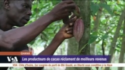 Les producteurs de cacao réclament de meilleurs revenus