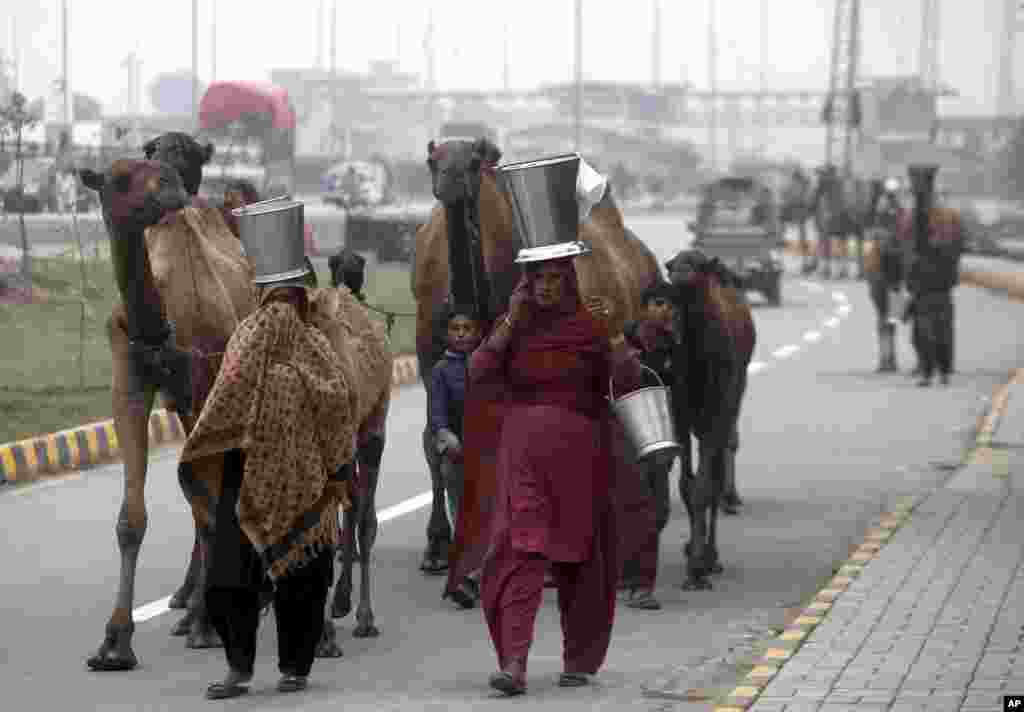Nomadic women carry camel milk in containers as they walk with their herd in Peshawar, Pakistan.