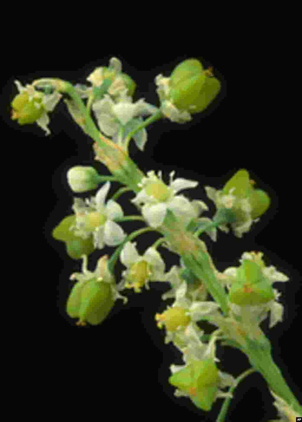 Britton's beargrass, found only in the dry, scrub-covered ridges and sand hills of central Florida, is dependent upon periodic fires to reduce competition from other plants. (US Botanic Garden)