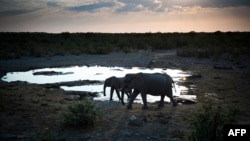 Des éléphants à Haladi, dans un parc en Namibie, le 9 mai 2015.