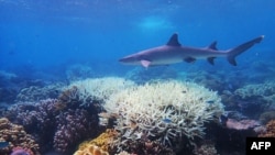 這張來自詹姆斯·庫克大學（James Cook University）珊瑚礁研究項目中心的未註明日期的照片顯示，大堡礁的珊瑚正在白化。