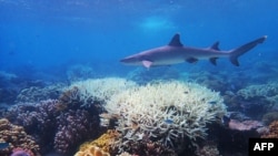 FILE - This undated handout photo received April 6, 2020, from the ARC Centre of Excellence for Coral Reef Studies at James Cook University shows coral bleaching on Australia's Great Barrier Reef. 