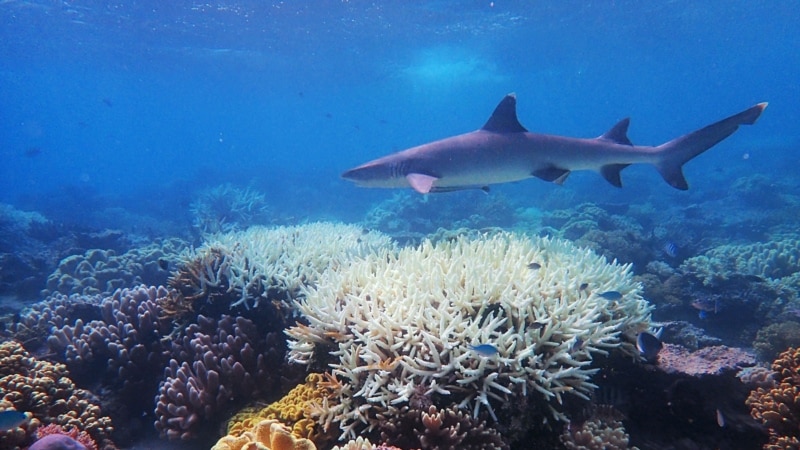 Great Barrier Reef Alami Pemutihan Karang yang Meluas
