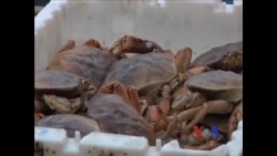 看天下: 肥美的太平洋大蟹