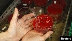 A drug-resistant 'superbug' is seen here growing in a microbiological laboratory in Berlin, Germany, 2008. That it was found in a U.S. woman recently scares health officials. (Reuters)