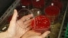 FILE - An employee displays MRSA bacteria strain — a drug-resistant "superbug" — inside a petri dish containing agar jelly for bacterial culture in a microbiological laboratory in Berlin.