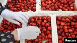A worker sorts cherries at a logistics base in Zibo, Shandong province, China, June 3, 2019. 
