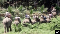 Beberapa ekor gajah di provinsi Kanchanaburi, Thailand (foto: ilustrasi). 