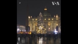 梵蒂冈圣诞树亮灯仪式