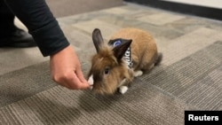 Yuba City Police Department adopts a rabbit