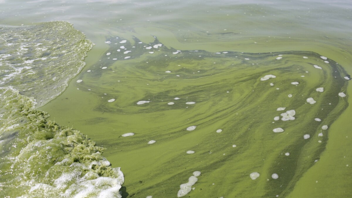 Why Does Algae Float During Day at Jason Nyberg blog