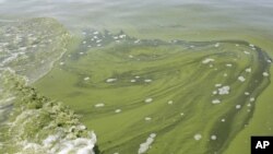 Algae is seen near the City of Toledo water intake crib, Sunday, Aug. 3, 2014, in Lake Erie, about 2.5 miles off the shore of Curtice, Ohio.