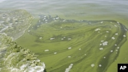 Algae is seen near the City of Toledo water intake crib, Sunday, Aug. 3, 2014, in Lake Erie, about 2.5 miles off the shore of Curtice, Ohio.