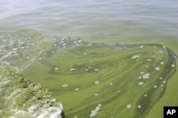 FILE - Algae is seen near the City of Toledo water intake crib, Aug. 3, 2014, in Lake Erie, about 2.5 miles off the shore of Curtice, Ohio.