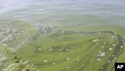 Des algues flottant dans le lac Erié près de Toledo (AP)