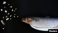 آرشیو - میکروپلاستیک هایی که داخل شکم یک ماهی در آب های هنگ کنگ پیدا شد. 