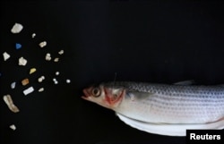 Ikan belanak abu-abu di sebelah mikroplastik di perairan Hong Kong dalam konferensi pers Greenpeace di Hong Kong, China, 23 April 2018. (Foto: Reuters)