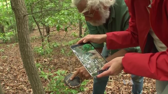 Forget Butterfly Nets; Today's Naturalists Capture Specimens on Phones