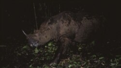 Badak Sumatera yang berhasil terekam camera trap di kawasan Taman Nasional Gunung Leuser, Aceh. (Courtesy: Balai Besar Taman Nasional Gunung Leuser).