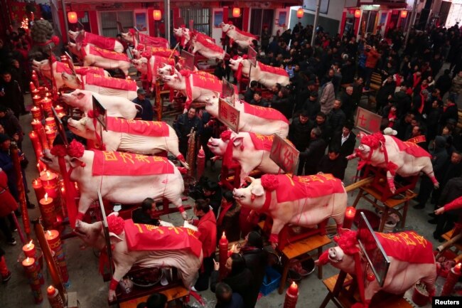 Slaughtered pigs are on display at a heaviest pig contest on the eighth day of the Chinese Lunar New Year of the pig, in Taizhou, Zhejiang province, China, Feb. 12, 2019.