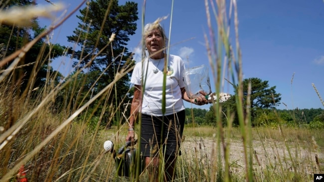 Gail Melix, of Barnstable, Mass., a member of the Herring Pond Wampanoag tribe, uses a watering can at the Wampanoag Common Lands project, in Kingston, Mass., Tuesday, Aug. 2, 2022. The project by the Native Land Conservancy is among efforts by tribes and other Native groups nationwide to reclaim and repair lands altered by western civilization. (AP Photo/Steven Senne)