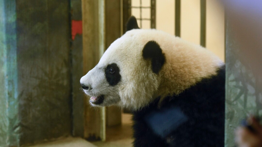 China Disputes Ruling on Giant Pandas, Says They Remain Endangered