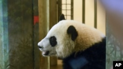 Bei Bei, bayi panda raksasa di National Zoo, Washington (Foto: dok).