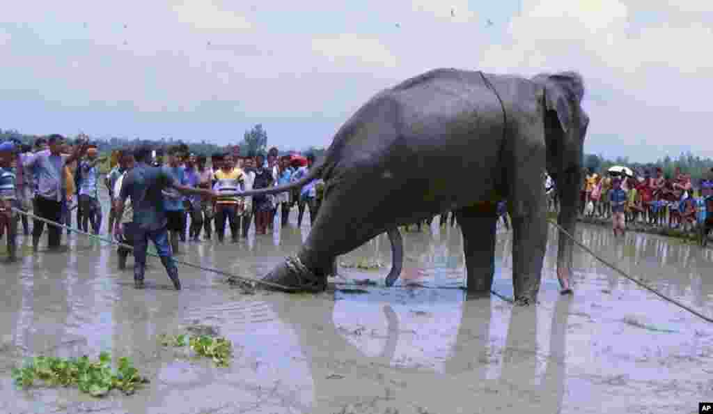 Villagers gather as wildlife experts attend to an Indian elephant that washed up in a swamp after being caught up in raging floodwaters in Jamalpur district, some 150 kilometers (94 miles) north of Dhaka, Bangladesh.