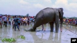 Bangladeshi villagers gather as wildlife experts attend to a fully grown Indian elephant that washed up in a swamp after being caught up in raging floodwaters in Jamalpur district, some 150 kilometers (94 miles) north of Dhaka, Aug.14, 2016.