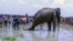 Bangladeshi villagers gather as wildlife experts attend to a fully grown Indian elephant that washed up in a swamp after being caught up in raging floodwaters in Jamalpur district, some 150 kilometers (94 miles) north of Dhaka, Aug.14, 2016.