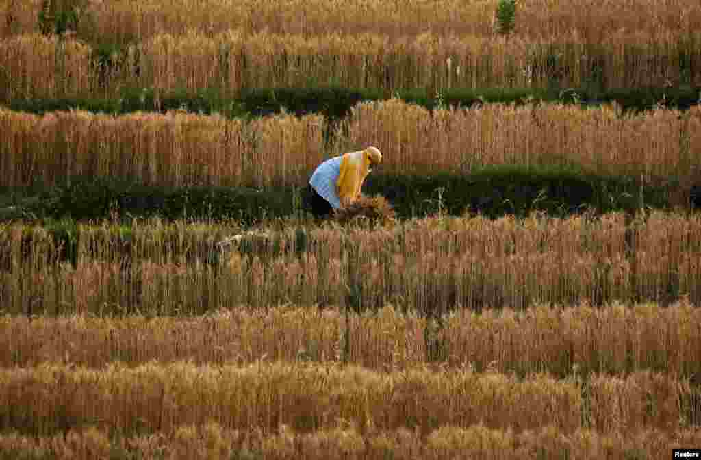 A farmer harvests wheat during the lockdown imposed by the government amid concerns about the spread of the coronavirus disease, in Lalitpur, Nepal. 