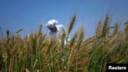 A farmer checks his wheat crop on the outskirts of Lahore. (File) 